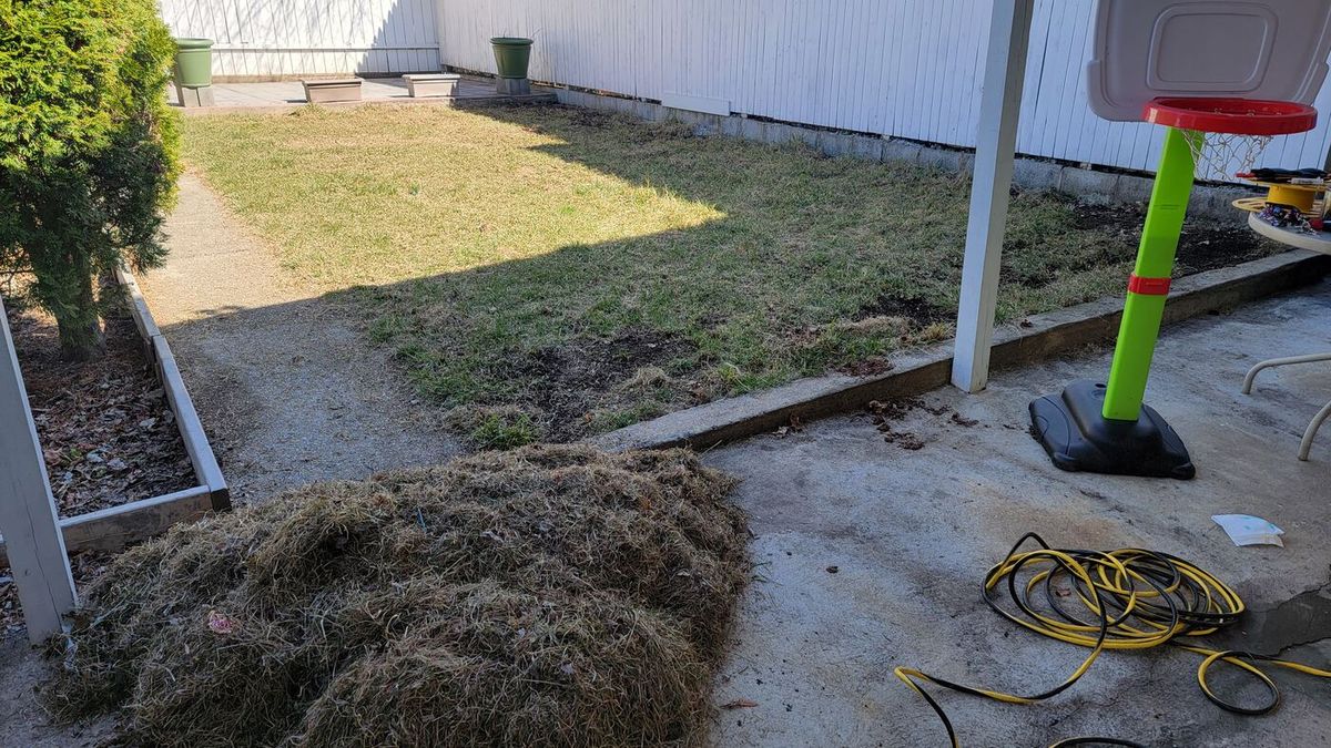 Backyard after