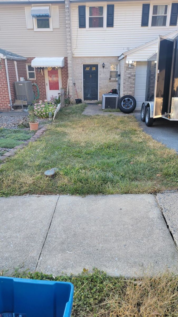 Lawn before, overgrown with weeds